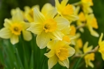 Narcis si budete môcť pripnúť 28. apríla